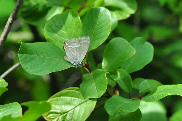 26 07 14_6703_edited-1.jpg - PURPLE HAIRSTREAK - ALNERS GORSE, NORTH DORSET BUTTERFLY RESERVE - 26.7.14